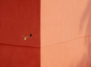 Indian dishes regional differences