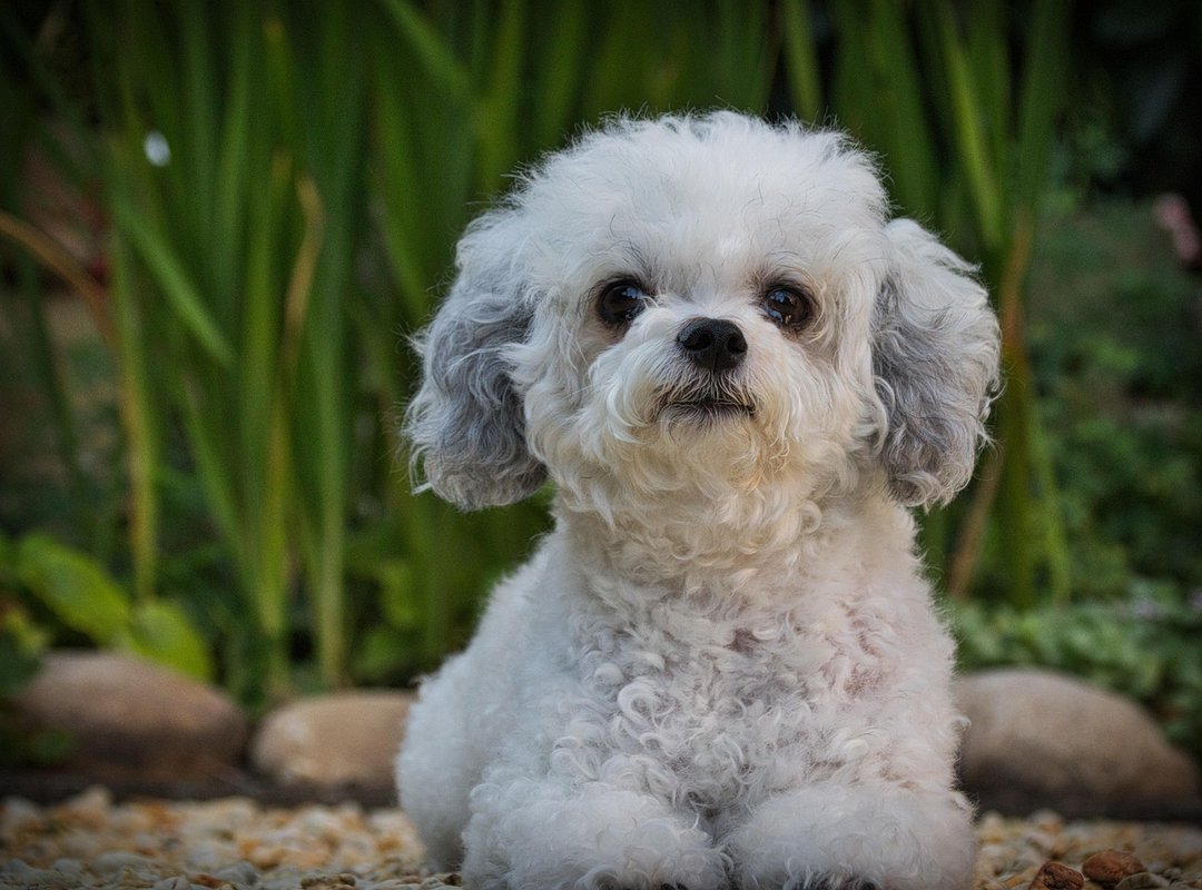 Ingredients Sadatoaf